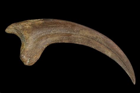 raptor claw fossil for sale.